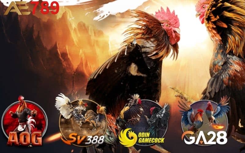 Các sảnh chơi cán cược đá gà tại AE789 Các sảnh chơi cán cược đá gà tại AE789