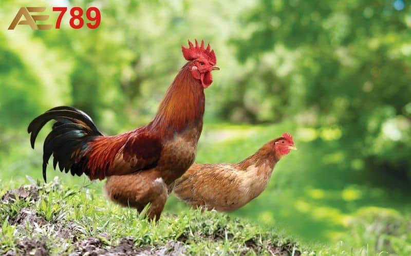 Cách chăm sóc sau khi thực hiện kỹ thuật đổ gà đá Cách chăm sóc sau khi thực hiện kỹ thuật đổ gà đá