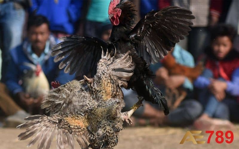 Đá gà cựa sắt và đá gà cựa dao là hai hình thức chơi phổ biến Đá gà cựa sắt và đá gà cựa dao là hai hình thức chơi phổ biến