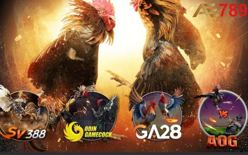 Đá gà tại AE789 cung cấp nhiều trận đấu hấp dẫn Đá gà tại AE789 cung cấp nhiều trận đấu hấp dẫn