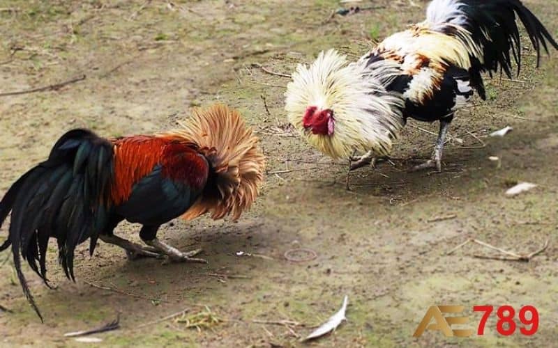 Kỹ thuật đổ gà đá là quy trình quan trọng để tạo ra chiến kê mạnh Kỹ thuật đổ gà đá là quy trình quan trọng để tạo ra chiến kê mạnh
